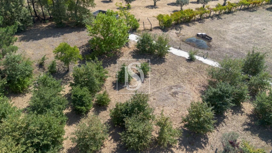 Terreno Agricola ou Rústico para Venda em Fregim Foto 2