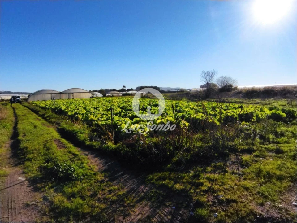 Terreno Agricola ou Rústico para Venda em Aguçadoura e Navais Foto 5