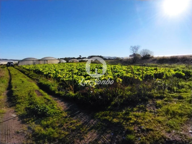 Terreno Agricola ou Rústico para Venda em Aguçadoura e Navais Foto 5