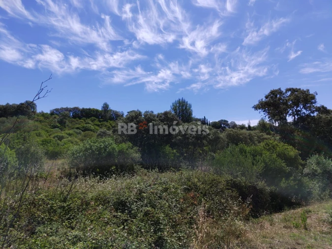 Terreno Agricola ou Rústico para Venda em Brogueira, Parceiros de Igreja e Alcorochel Foto 1