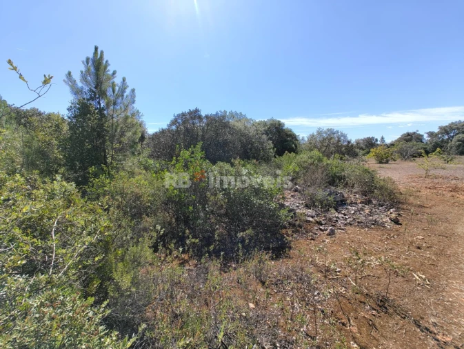 Terreno Agricola ou Rústico para Venda em Zibreira Foto 7