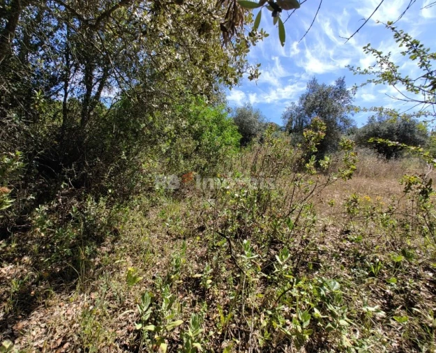 Terreno Agricola ou Rústico para Venda em Brogueira, Parceiros de Igreja e Alcorochel Foto 1