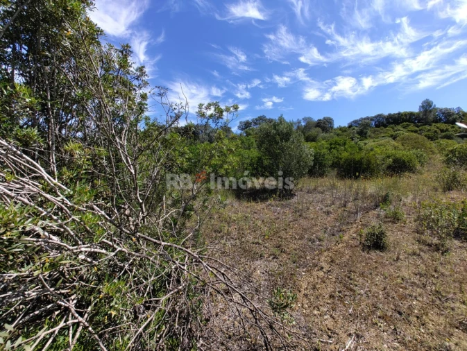 Terreno Agricola ou Rústico para Venda em Brogueira, Parceiros de Igreja e Alcorochel Foto 2