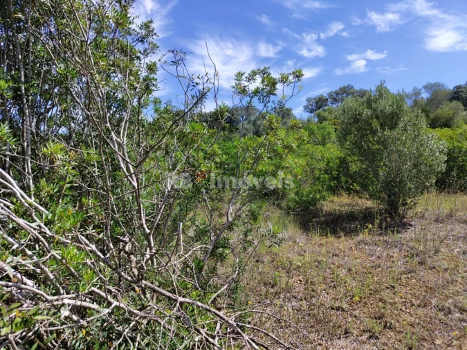 Terreno Agricola ou Rústico para Venda em Brogueira, Parceiros de Igreja e Alcorochel Foto 3