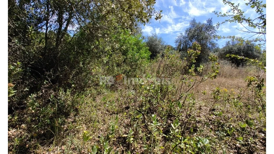 Terreno Agricola ou Rústico para Venda em Brogueira, Parceiros de Igreja e Alcorochel