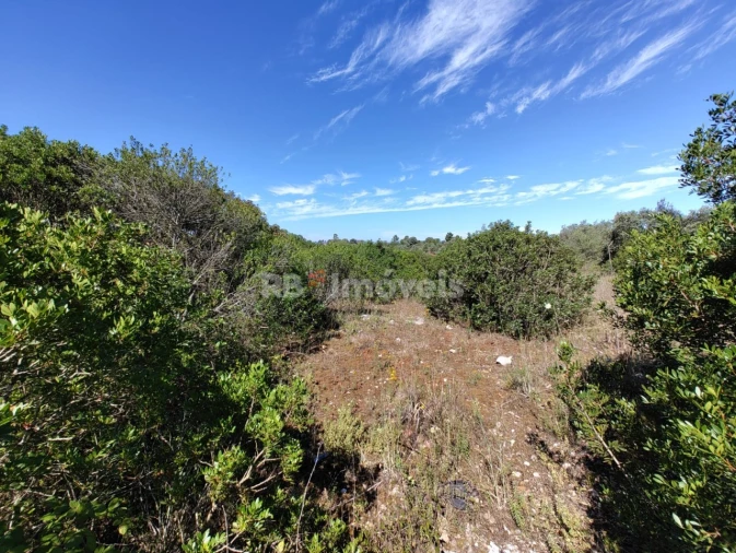 Terreno Agricola ou Rústico para Venda em Brogueira, Parceiros de Igreja e Alcorochel Foto 5