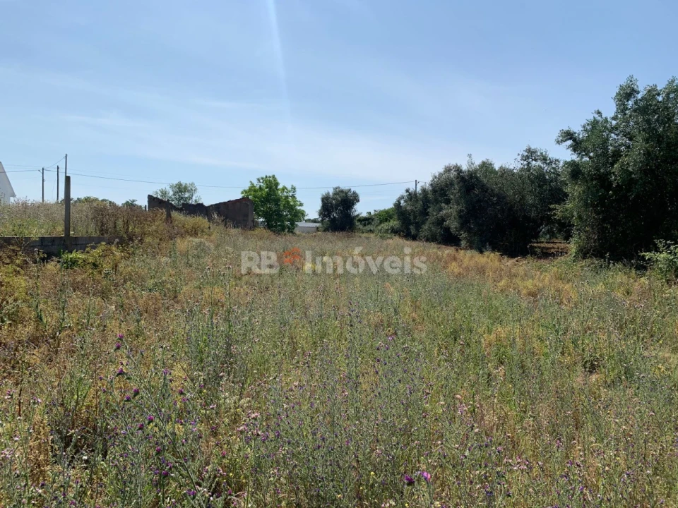 Terreno para Venda em Brogueira, Parceiros de Igreja e Alcorochel Foto 3
