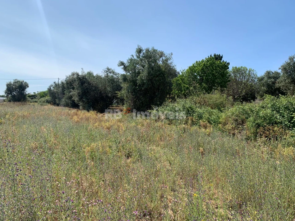 Terreno para Venda em Brogueira, Parceiros de Igreja e Alcorochel Foto 5