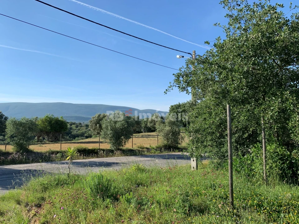 Terreno Agricola ou Rústico para Venda em Torres Novas (São Pedro), Lapas e Ribeira Branca Foto 3