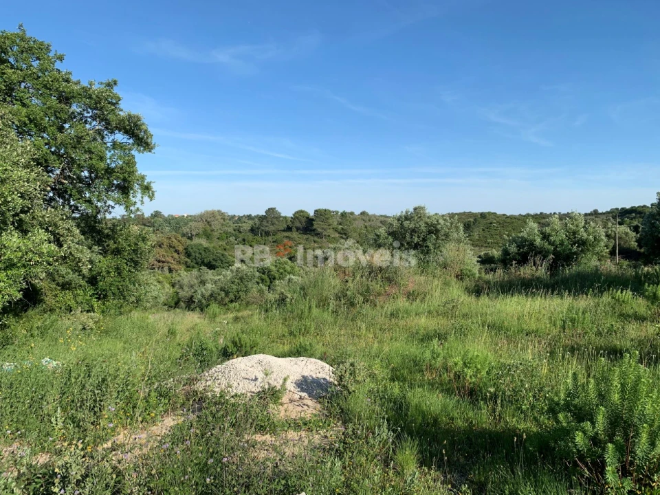 Terreno Agricola ou Rústico para Venda em Torres Novas (São Pedro), Lapas e Ribeira Branca Foto 4