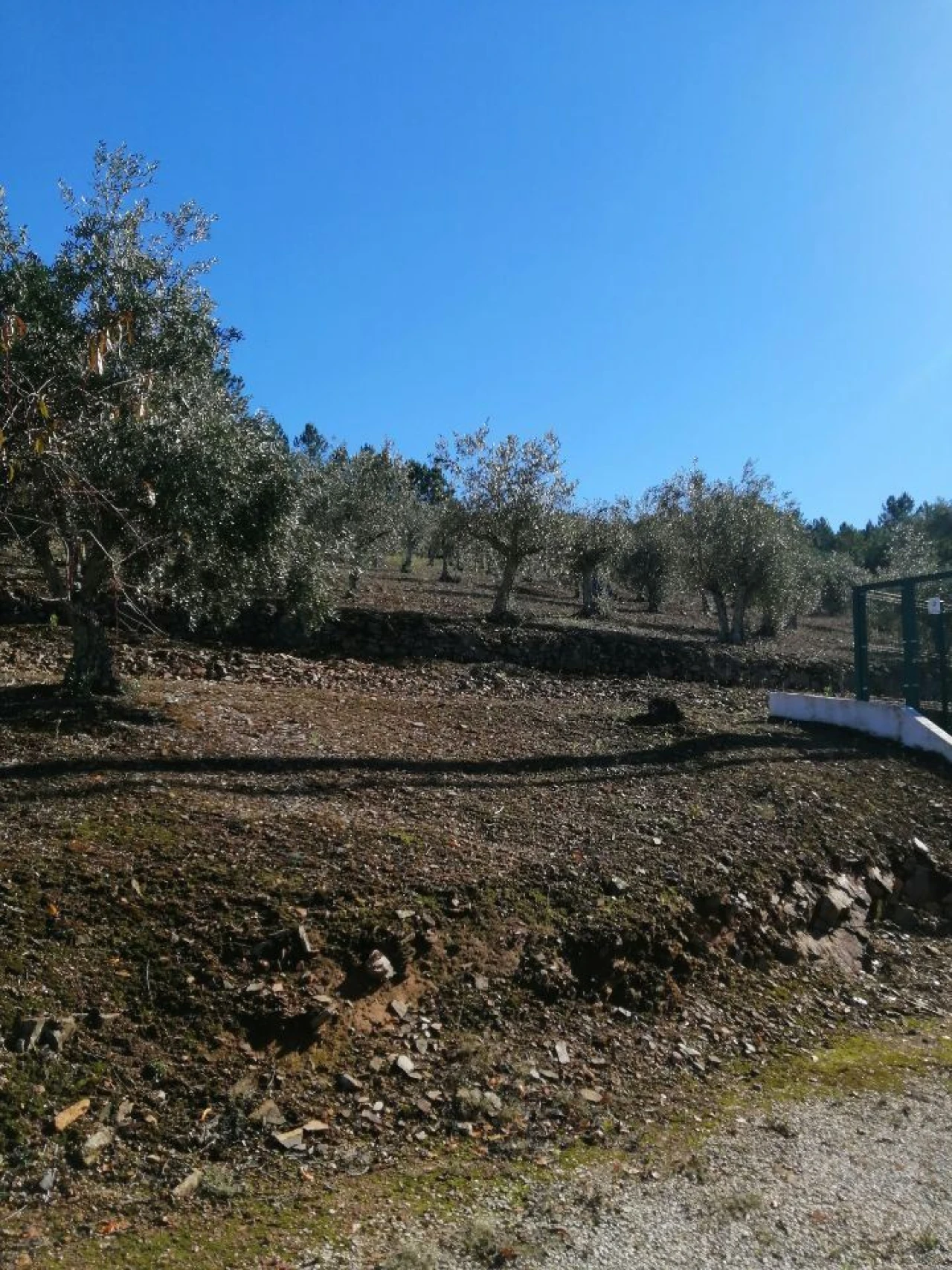 Terreno Agricola ou Rústico para Venda em São Salvador da Aramenha Foto 2