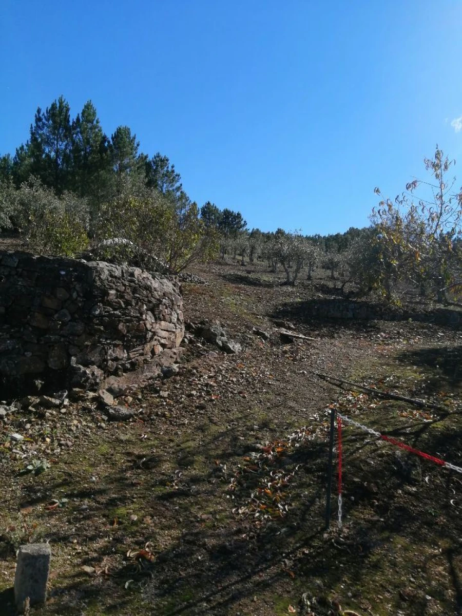 Terreno Agricola ou Rústico para Venda em São Salvador da Aramenha Foto 1