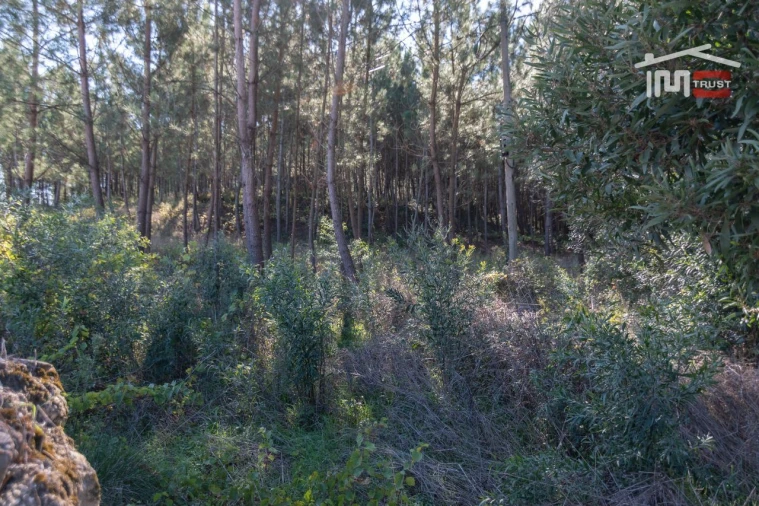 Terreno Agricola ou Rústico para Venda em Caranguejeira Foto 5