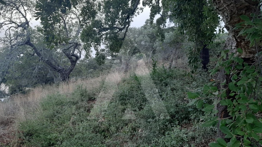 Terreno para Venda em São Brás de Alportel Foto 8