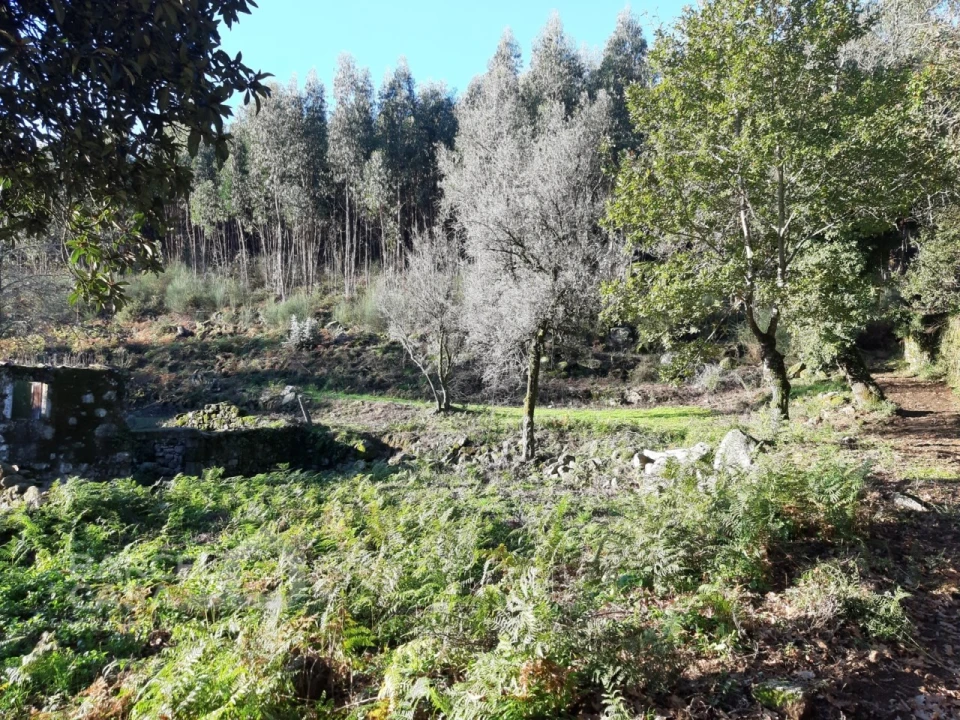 Terreno para Venda em Navió e Vitorino dos Piães Foto 10