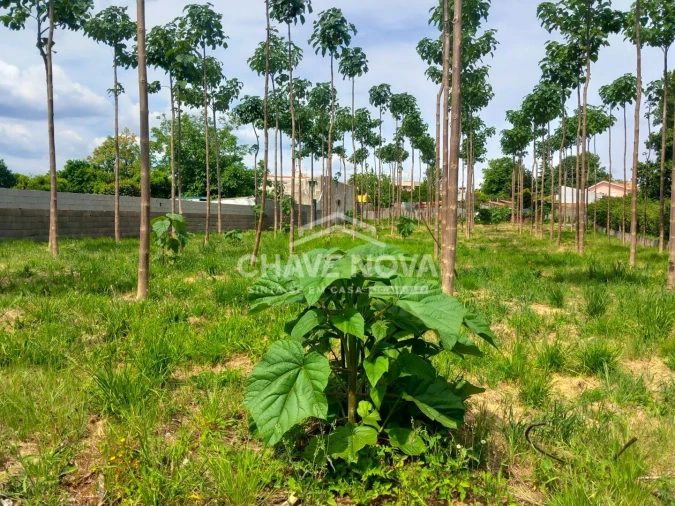 Terreno Agricola ou Rústico para Venda em Argoncilhe Foto 2