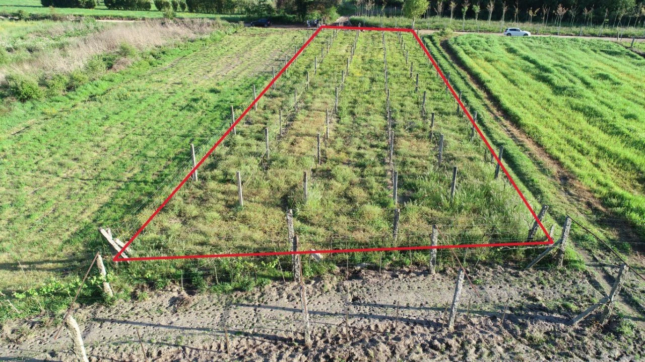 Terreno Agricola ou Rústico para Venda em Durrães e Tregosa Foto 2