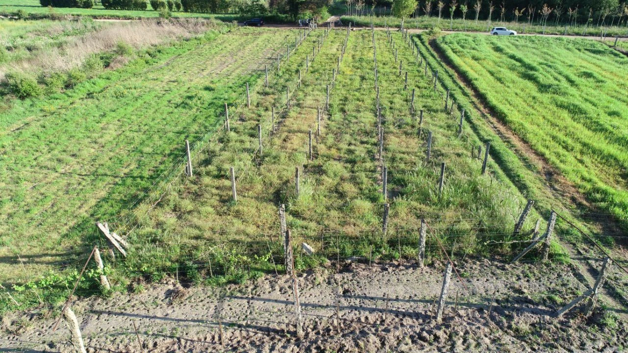 Terreno Agricola ou Rústico para Venda em Durrães e Tregosa Foto 4