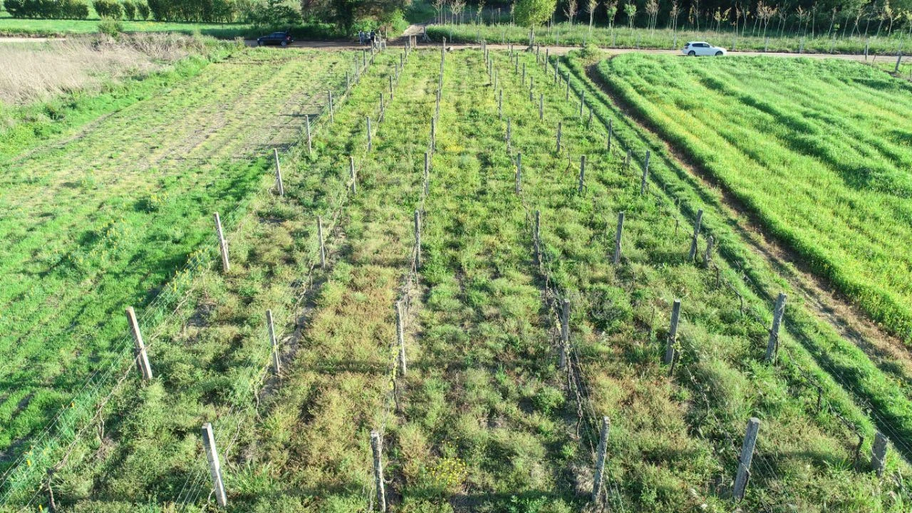 Terreno Agricola ou Rústico para Venda em Durrães e Tregosa Foto 6