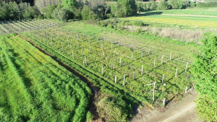 Terreno Agricola ou Rústico para Venda em Durrães e Tregosa Foto 1
