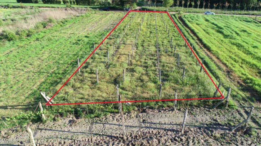 Terreno Agricola ou Rústico para Venda em Durrães e Tregosa Foto 2