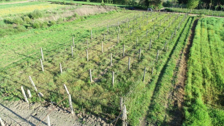 Terreno Agricola ou Rústico para Venda em Durrães e Tregosa Foto 3