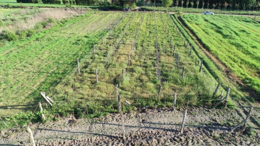 Terreno Agricola ou Rústico para Venda em Durrães e Tregosa Foto 4