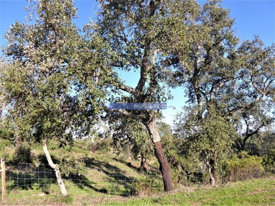 Terreno Agricola ou Rústico para Venda em Aldeia dos Fernandes Foto 2