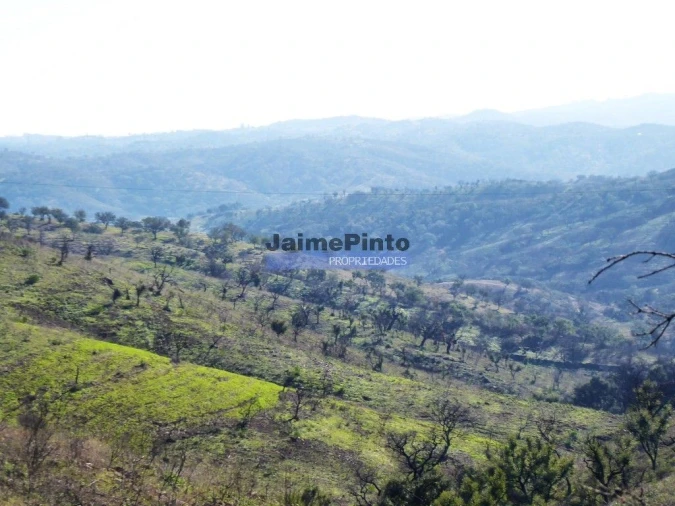 Terreno Agricola ou Rústico para Venda em Aldeia dos Fernandes Foto 7