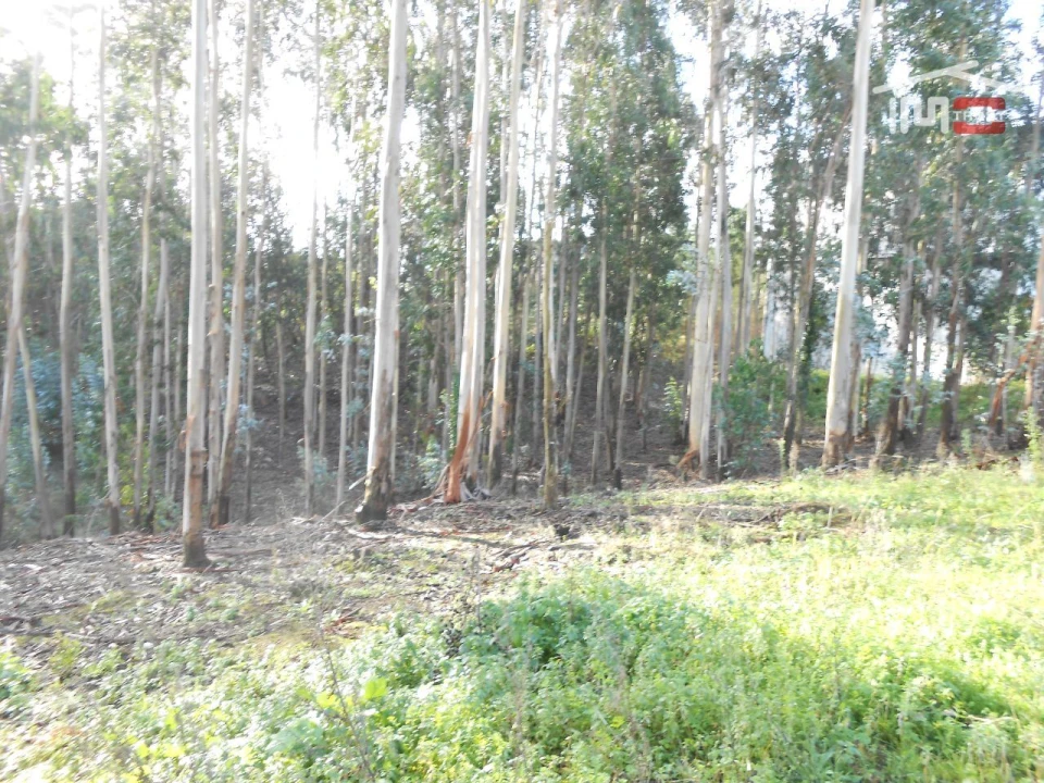 Terreno Agricola ou Rústico para Venda em São Mamede Foto 10