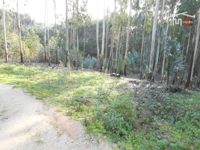 Terreno Agricola ou Rústico para Venda em São Mamede Foto 7