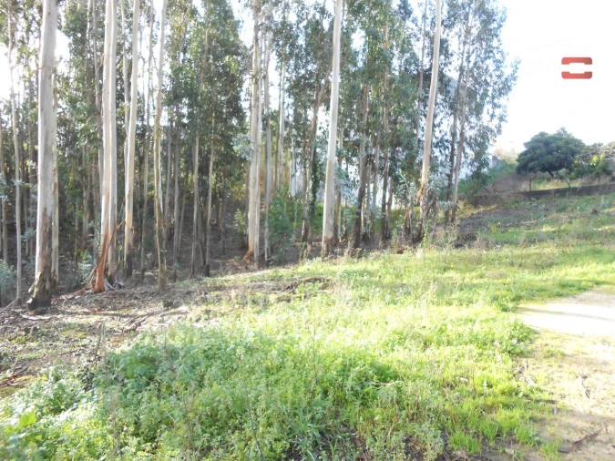 Terreno Agricola ou Rústico para Venda em São Mamede Foto 9