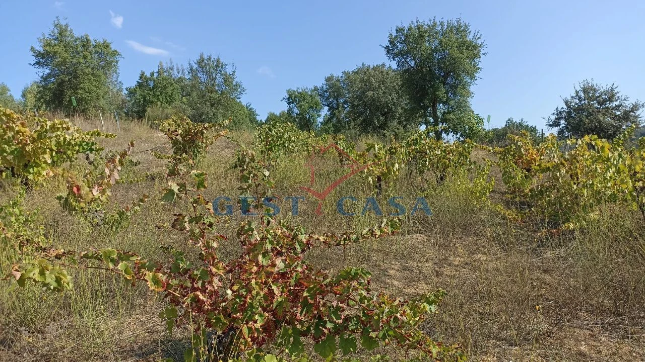 Terreno Agricola ou Rústico para Venda em Salgueiro do Campo Foto 2