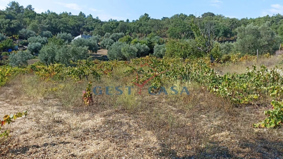 Terreno Agricola ou Rústico para Venda em Salgueiro do Campo Foto 1