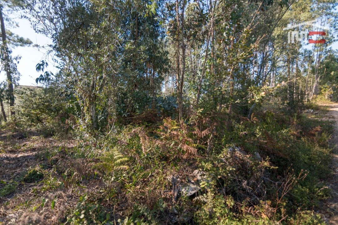 Terreno Agricola ou Rústico para Venda em Santa Catarina da Serra e Chainça Foto 5