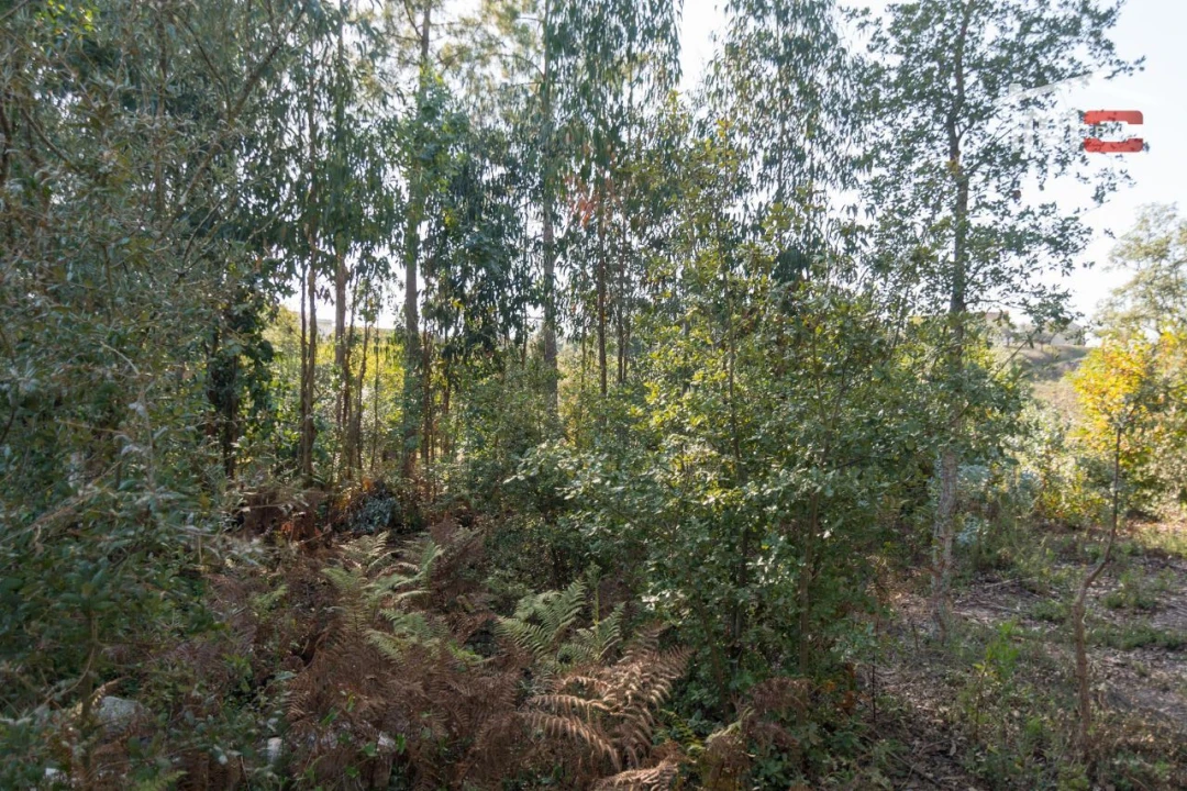 Terreno Agricola ou Rústico para Venda em Santa Catarina da Serra e Chainça Foto 9