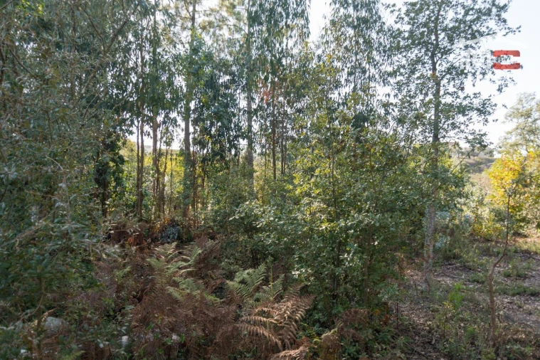 Terreno Agricola ou Rústico para Venda em Santa Catarina da Serra e Chainça Foto 9