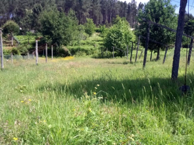 Terreno para Venda em Vila Garcia, Aboim e Chapa Foto 4