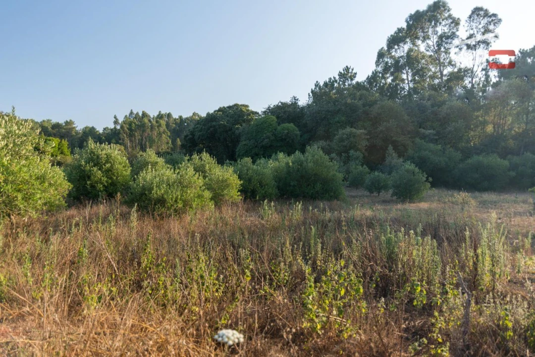 Terreno Agricola ou Rústico para Venda em Alqueidão da Serra Foto 2