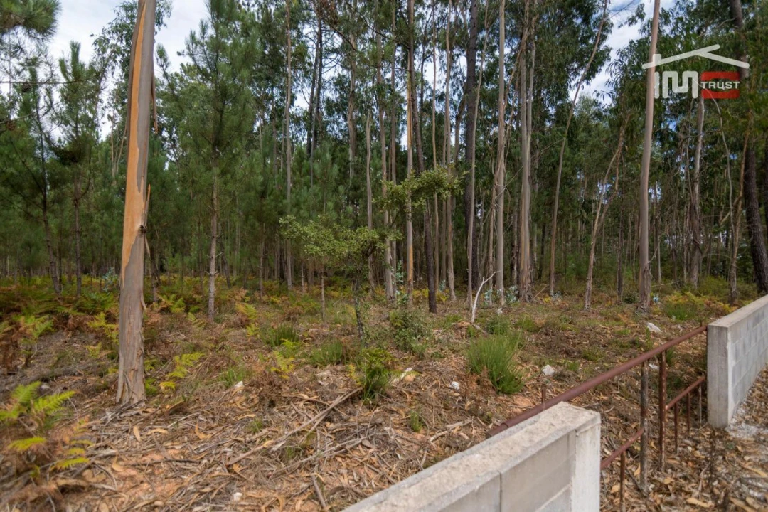 Terreno Agricola ou Rústico para Venda em São Mamede Foto 7