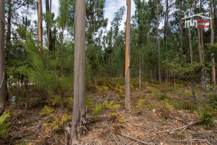 Terreno Agricola ou Rústico para Venda em São Mamede Foto 6