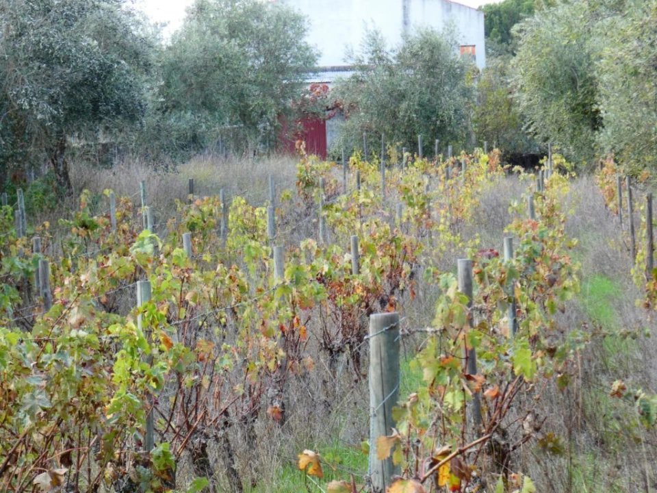 Terreno Agricola ou Rústico para Venda em Nossa Senhora da Graça de Povoa e Meadas Foto 2