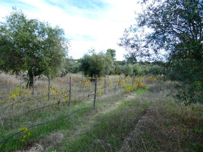 Terreno Agricola ou Rústico para Venda em Nossa Senhora da Graça de Povoa e Meadas Foto 1