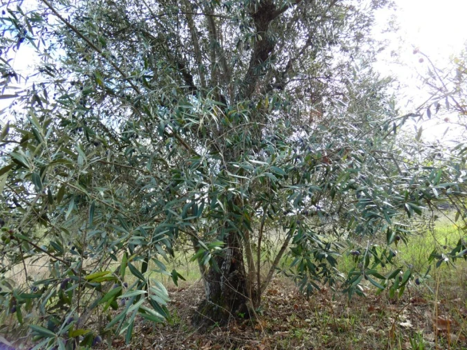 Terreno Agricola ou Rústico para Venda em Nossa Senhora da Graça de Povoa e Meadas Foto 13