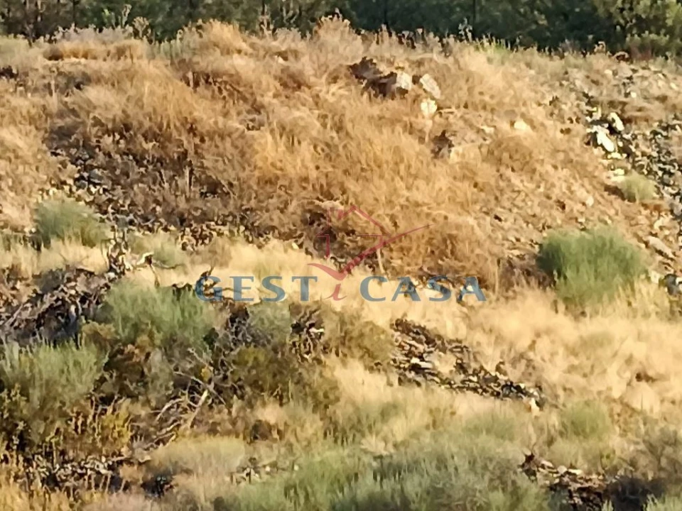 Terreno Agricola ou Rústico para Venda em Castelo Branco Foto 5