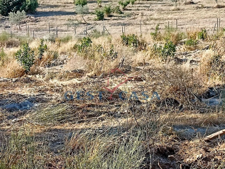 Terreno Agricola ou Rústico para Venda em Castelo Branco Foto 9