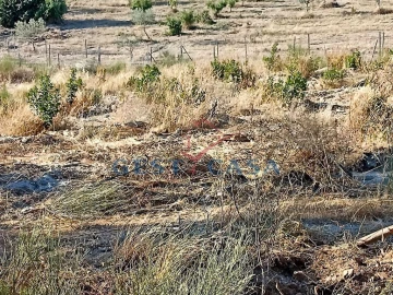 Terreno Agricola ou Rústico para Venda em Castelo Branco