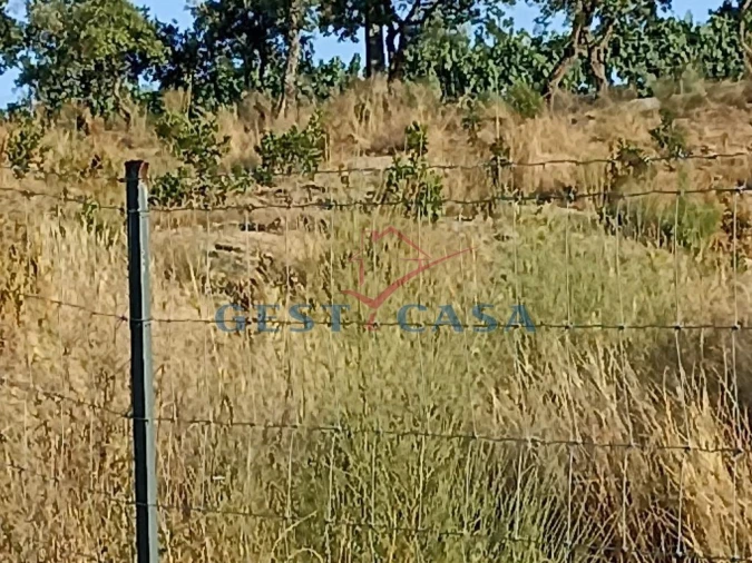 Terreno Agricola ou Rústico para Venda em Castelo Branco Foto 7