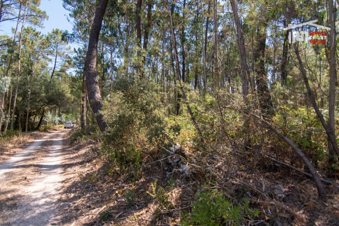 Terreno Agricola ou Rústico para Venda em São Mamede Foto 1