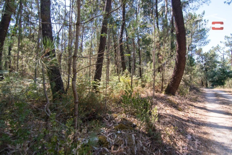 Terreno Agricola ou Rústico para Venda em São Mamede Foto 2